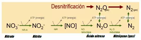 Desnitrificación