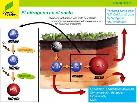 Nitrogeno en el suelo