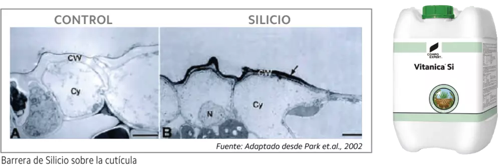 Barrera-de-Silicio