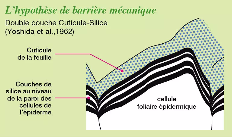 silice barrière mécanique
