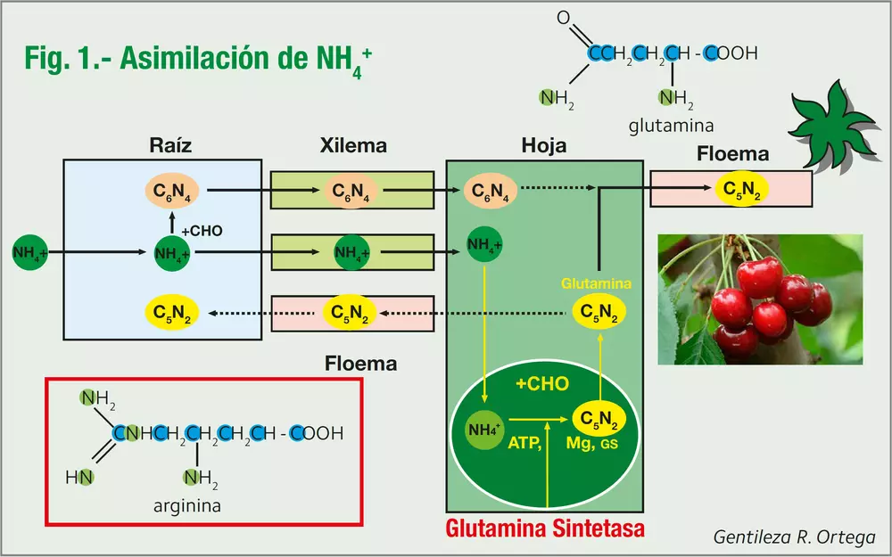 asimilacion-nh4