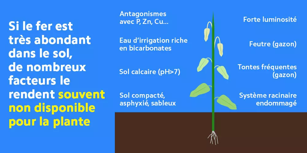 le rôle du fer dans les gazons un élément primordial