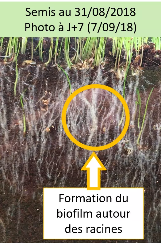 Essai en Rhizotron semences Seed Régénération BS avec Bacillus E4CDX2