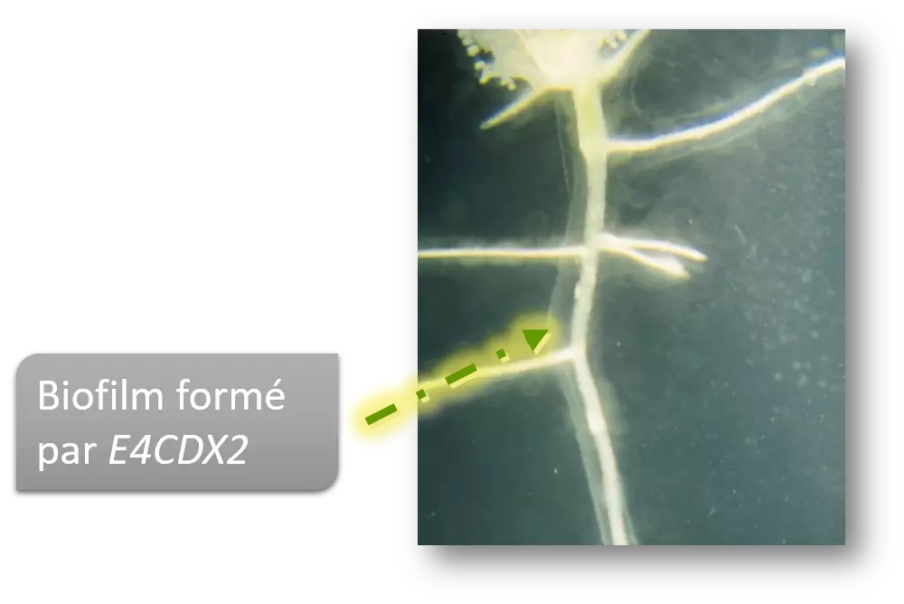 Biofilm formé par bacillus E4CDX2