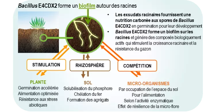 Bacillus forme un biofilm et crée une relation mutualiste avec les plantes