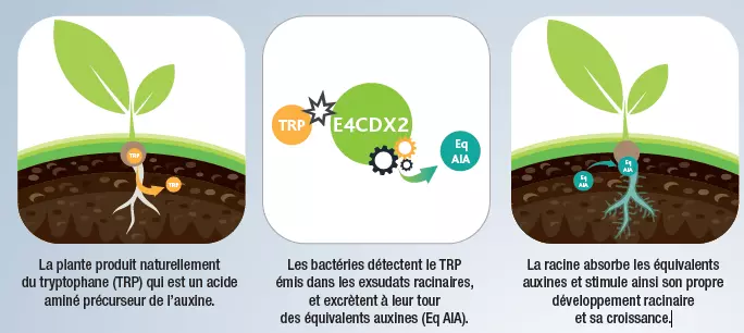 Bacillus production auxines de croissance