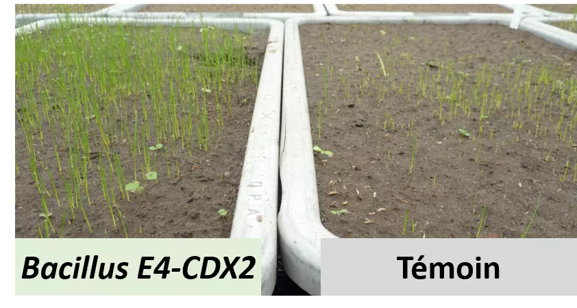 Rapidité et homogénéité de la germination des semences avec bacillus E4CDX2