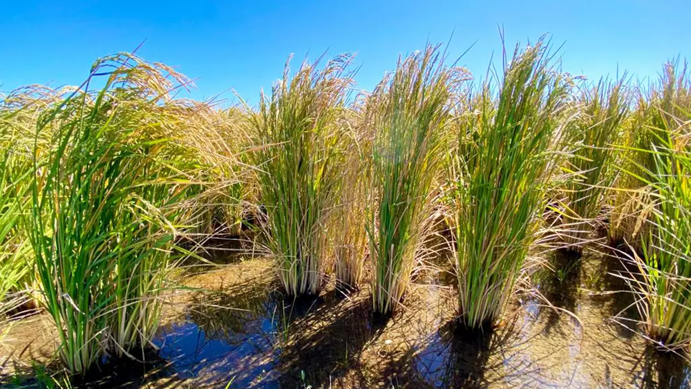 Primer Encuentro del Arroz