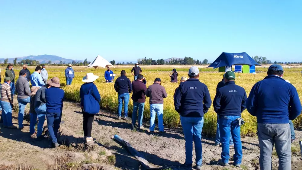 Primer Encuentro Anual del Arroz