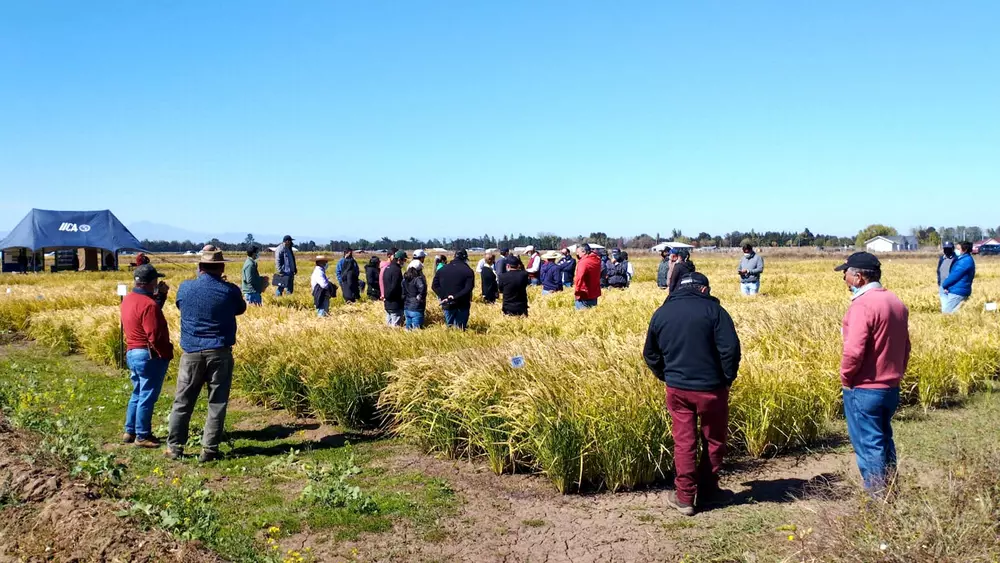 Primer Encuentro del Arroz