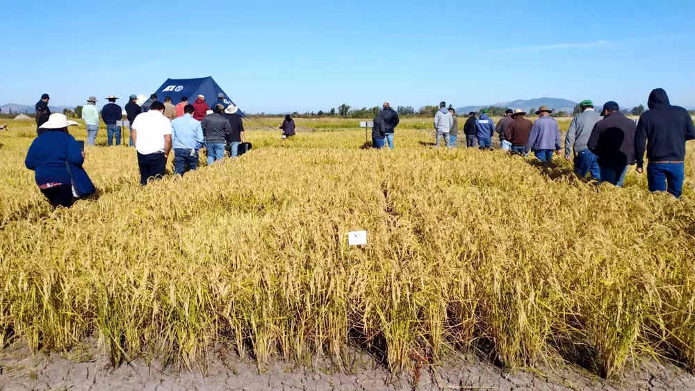 Primer Encuentro del Arroz