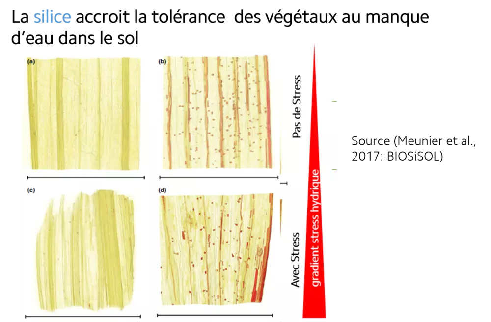la silice accroit la tolérance des végétaux au manque d'eau dans le sol