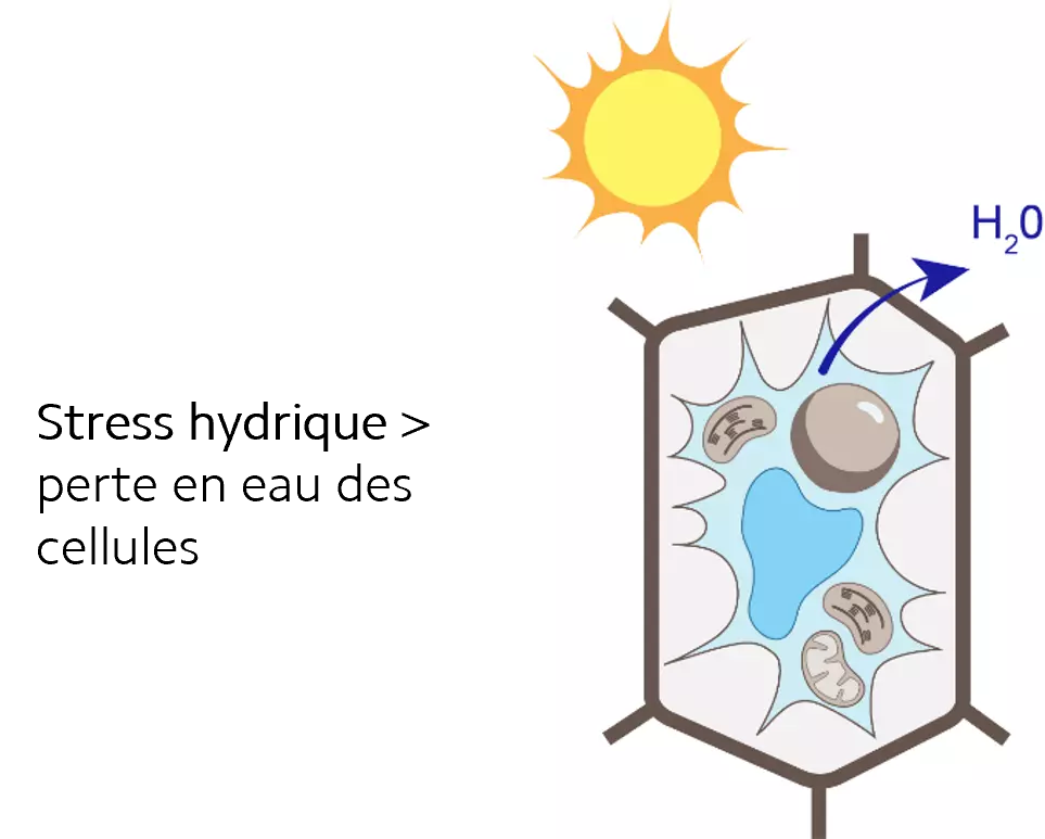 le stress hydrique provoque une perte en eau des cellules de la plante