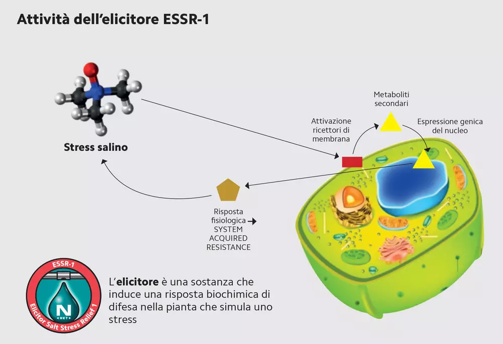 elicitore