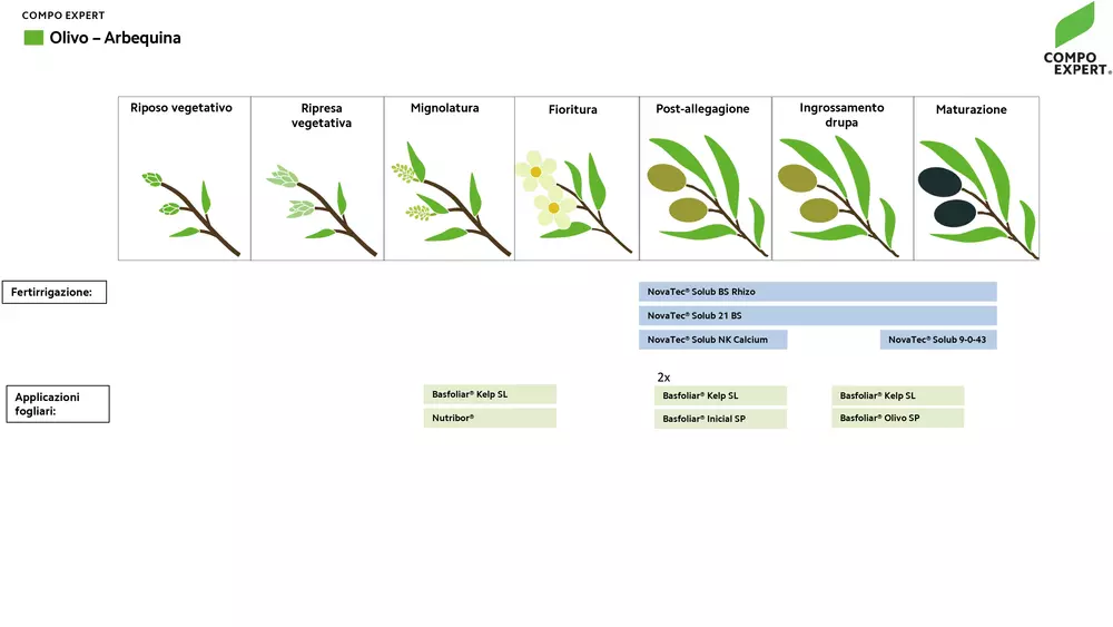 piano concimazione olivo