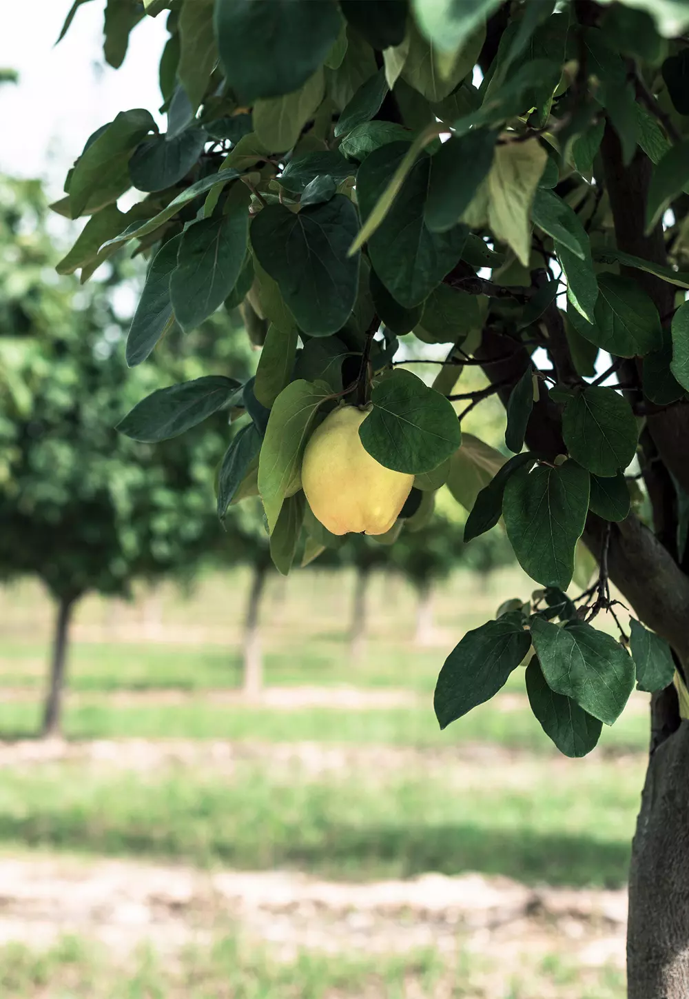 fruits-quince-content