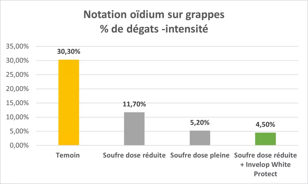 Invelop effet oïdium vigne