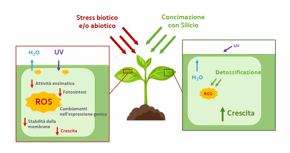 illustrazione 3 articolo silicio