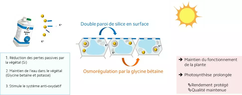 lutte contre stress hydrique en vigne avec Basfoliar Si