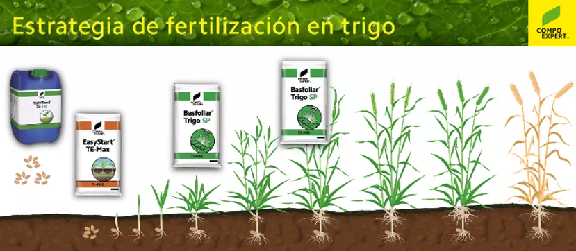 fertilizacion de trigo