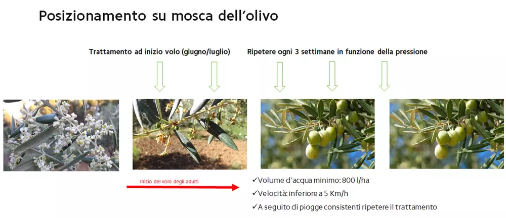 invelop posizionamento mosca olivo