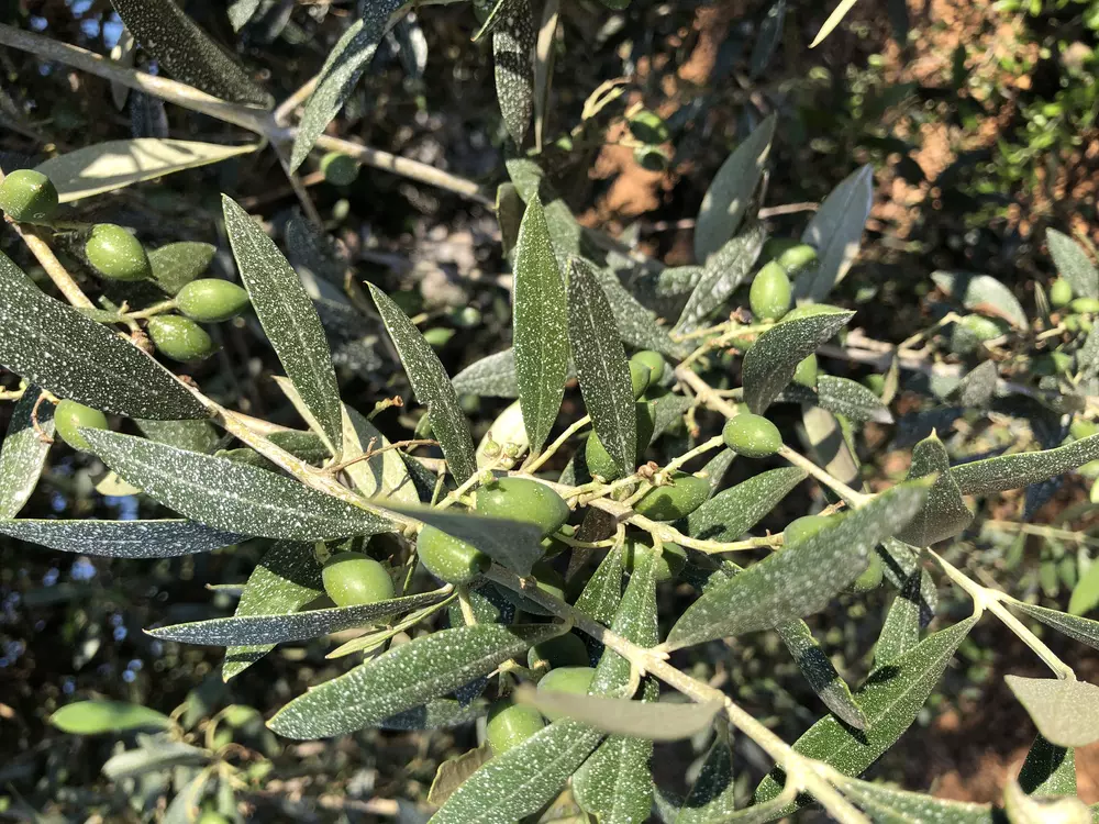 invelop olivo trattato