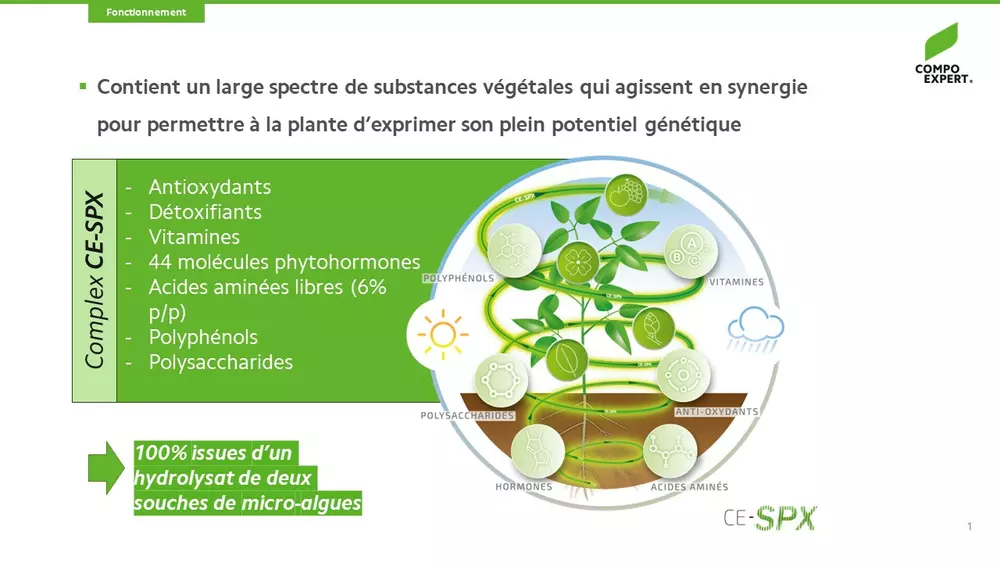 Basfoliar Spyra biostimulant à base de microalgues dont spiruline