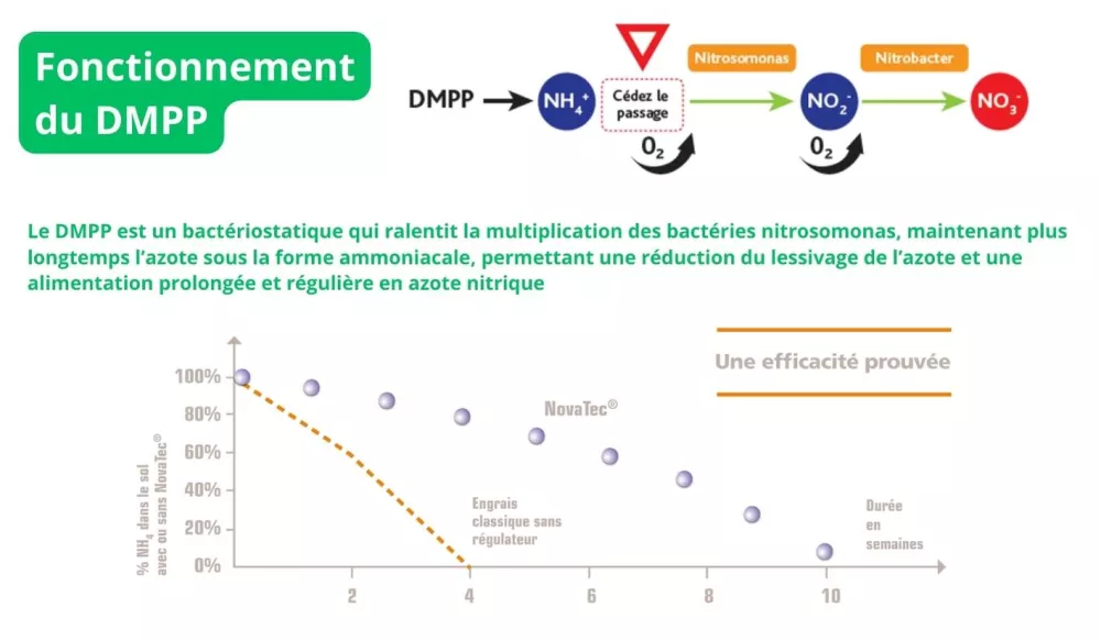 DMPP régulateur de nitrification