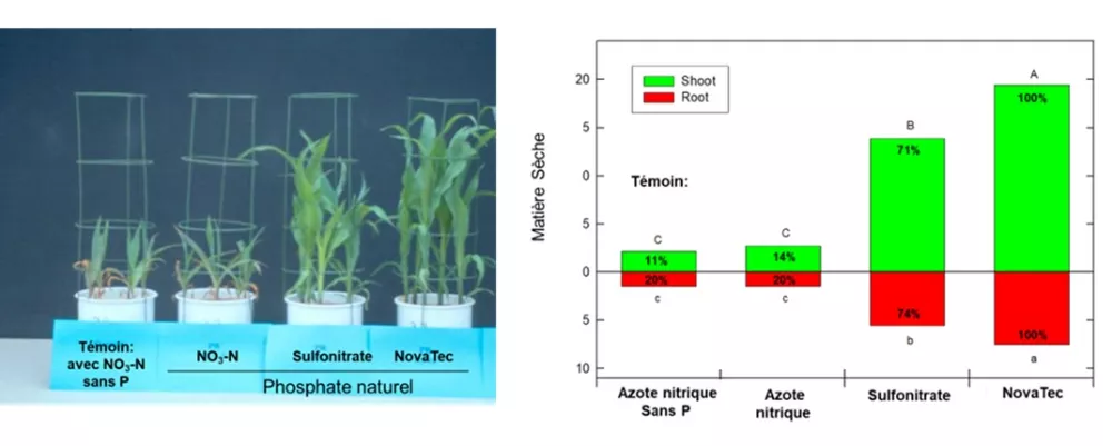 DMPP régulateur de nitrification