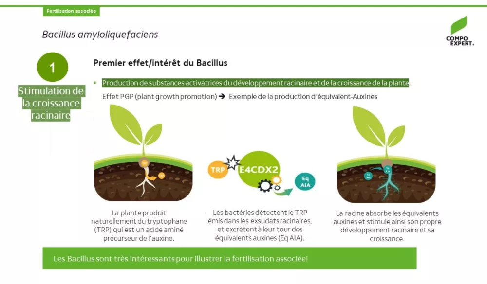 Fertilisation associée bacillus stimulation racinaire