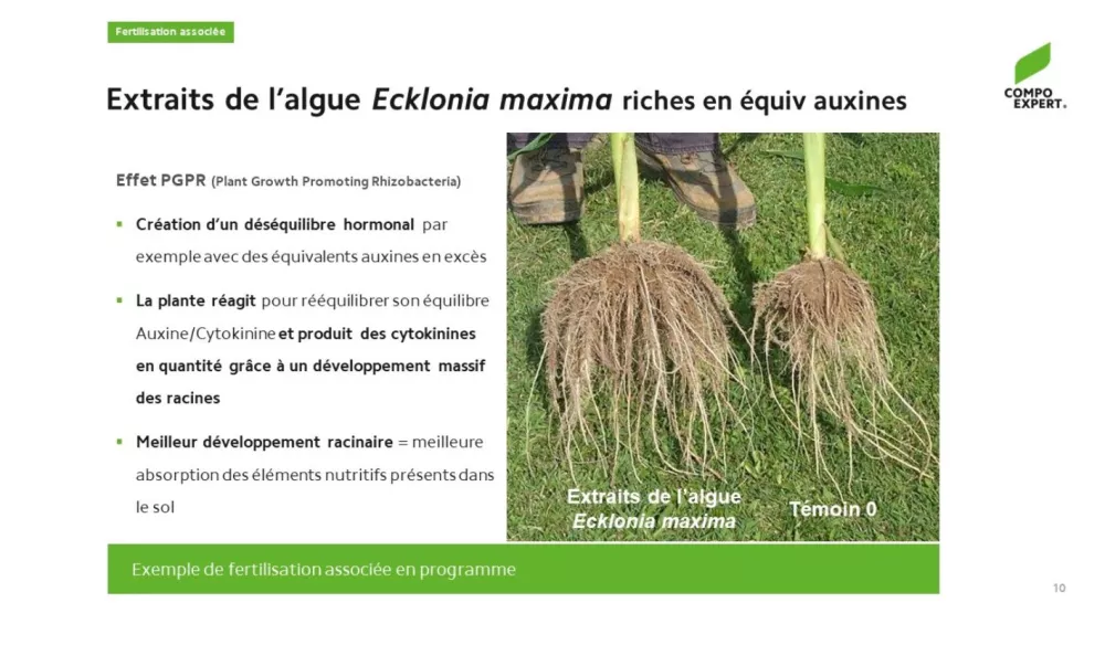 Fertilisation associée algue ecklonia maxima