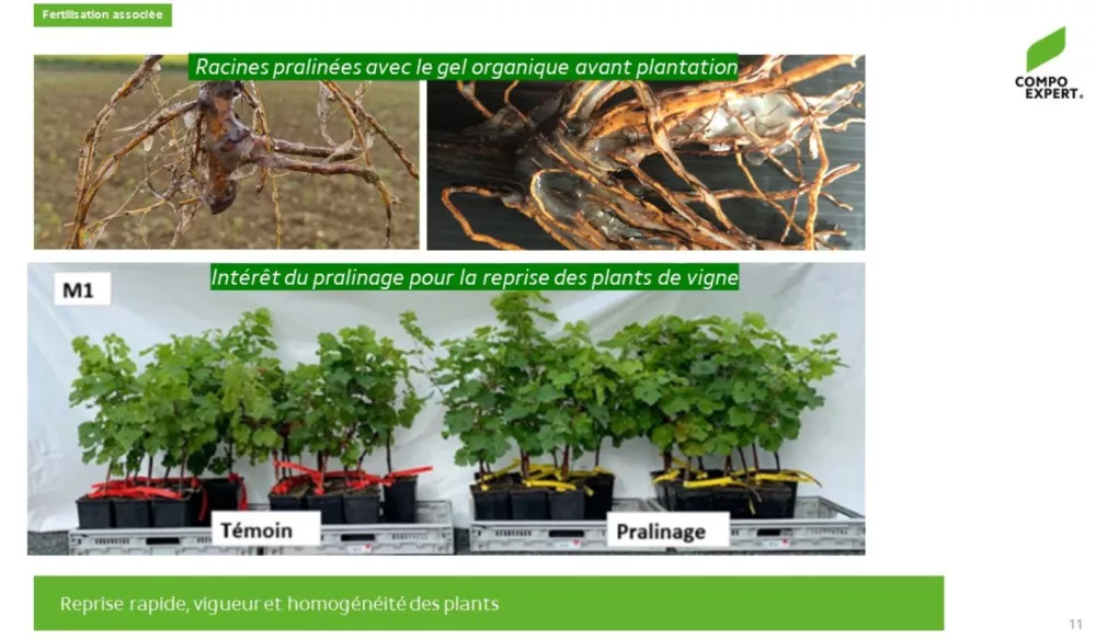 Fertilisation associée intéret pralinage biostimulant