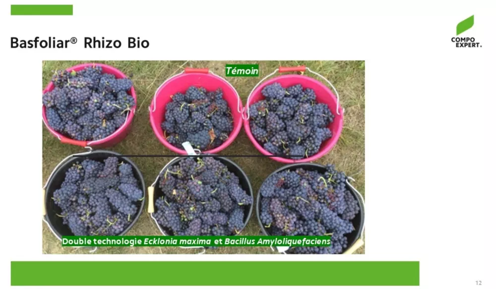 Fertilisation associée Basfoliar Rhizo Bio