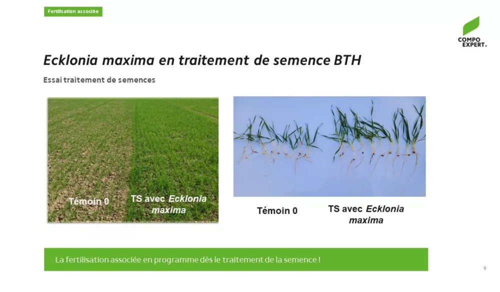 Fertilisation associée traitement semences