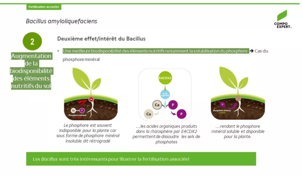 Fertilisation associée bacillus dispo éléments nutritifs et phosphore