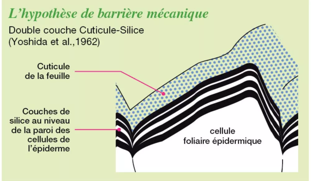 Fertilisation associée schéma silice