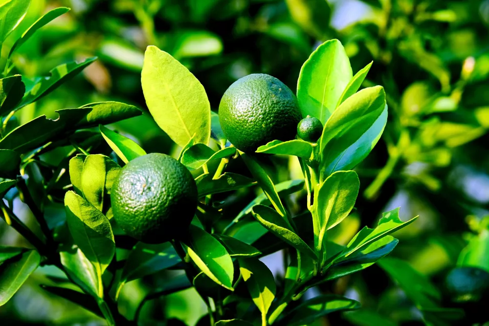 bioestimulantes-fertilizantes-foliares-citricos