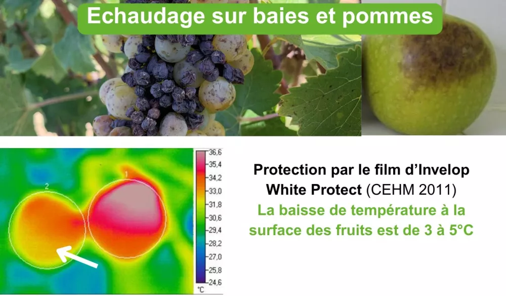 Invelop, abaisse la température à la surface des fruits et vigne