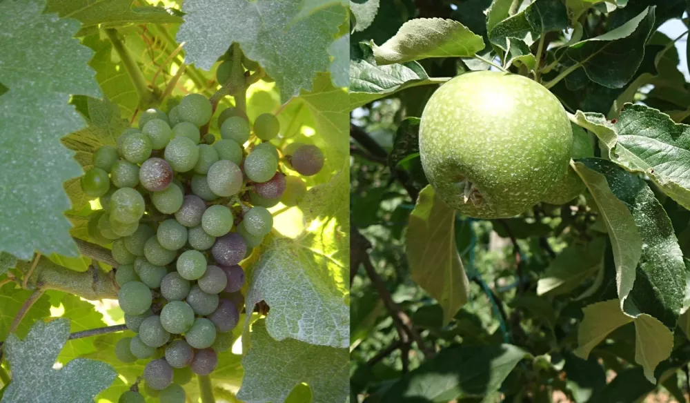 Invelop, une barrière physique pour la vigne et l'arbo