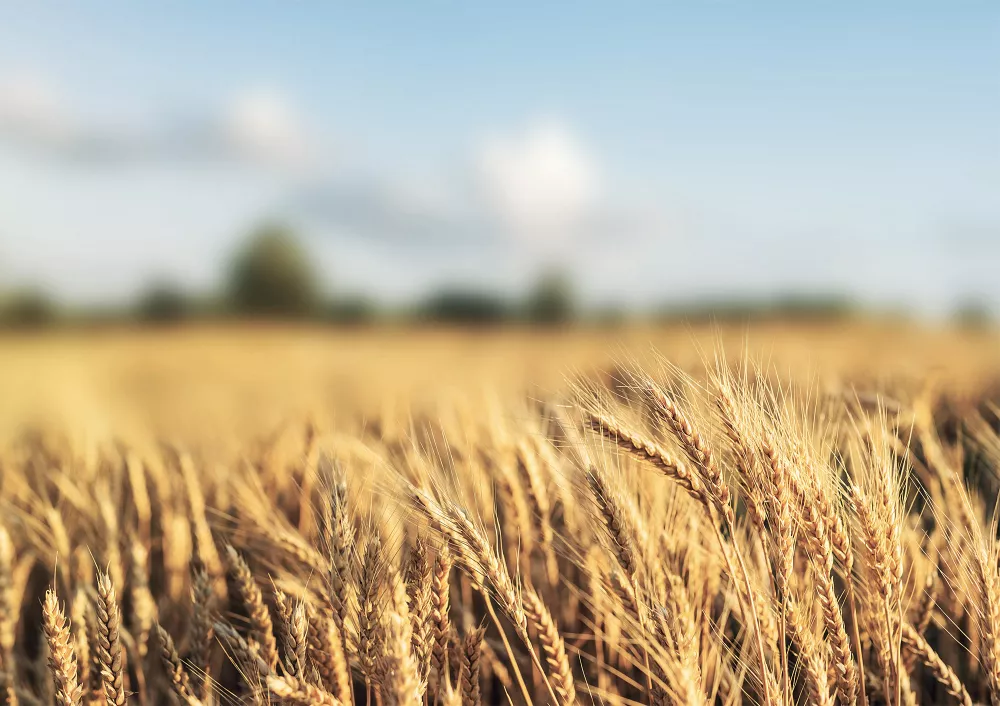 field crops barley content h