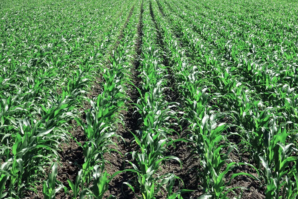 field crops corn h