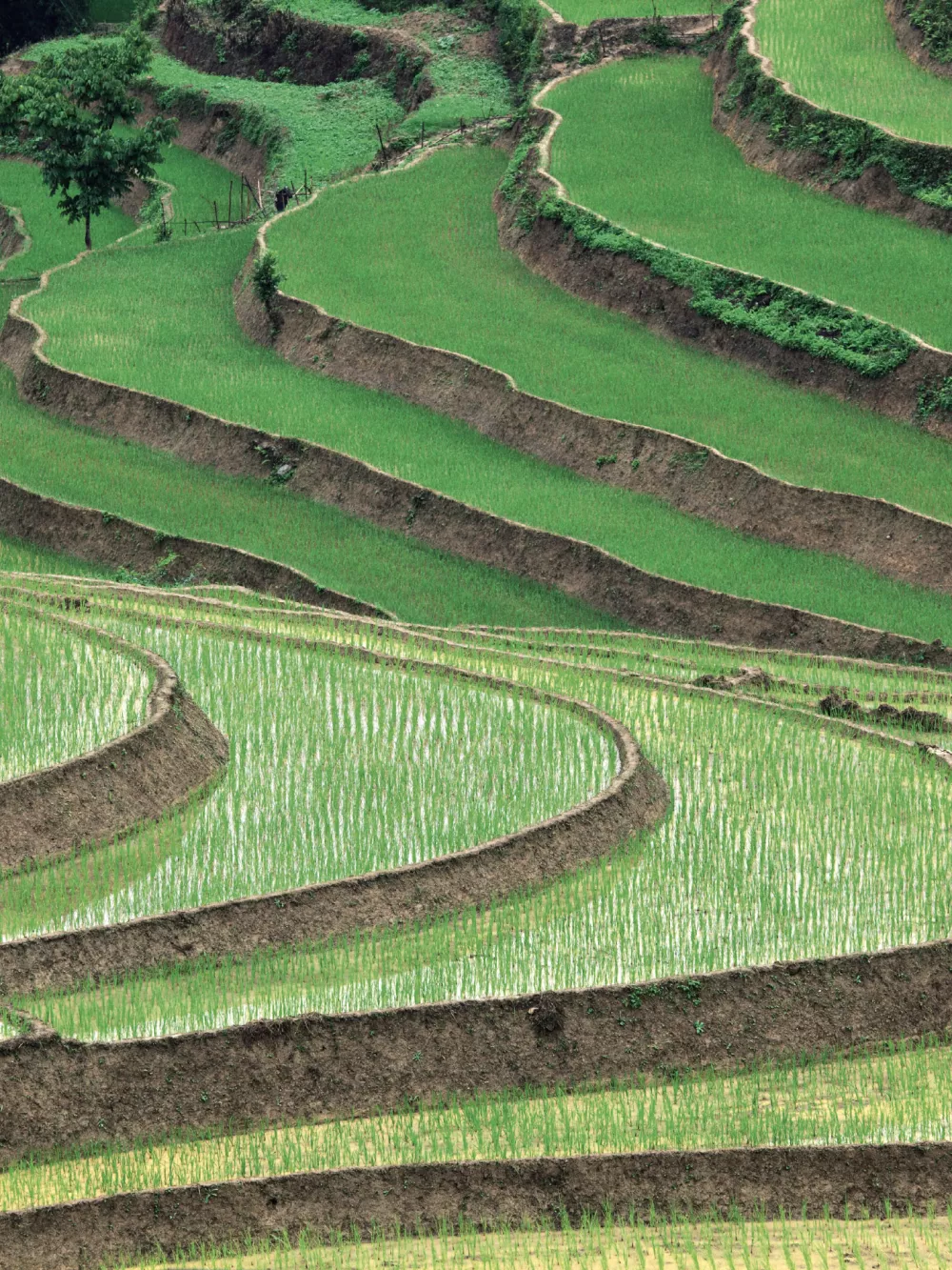 field crops rice_v