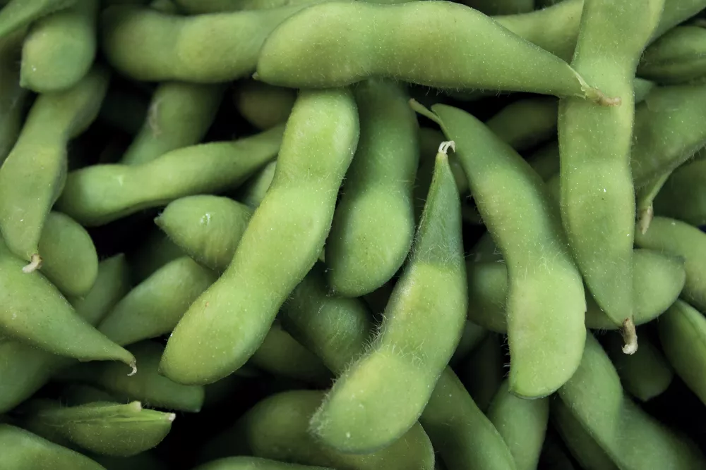 field crops soybeans_title