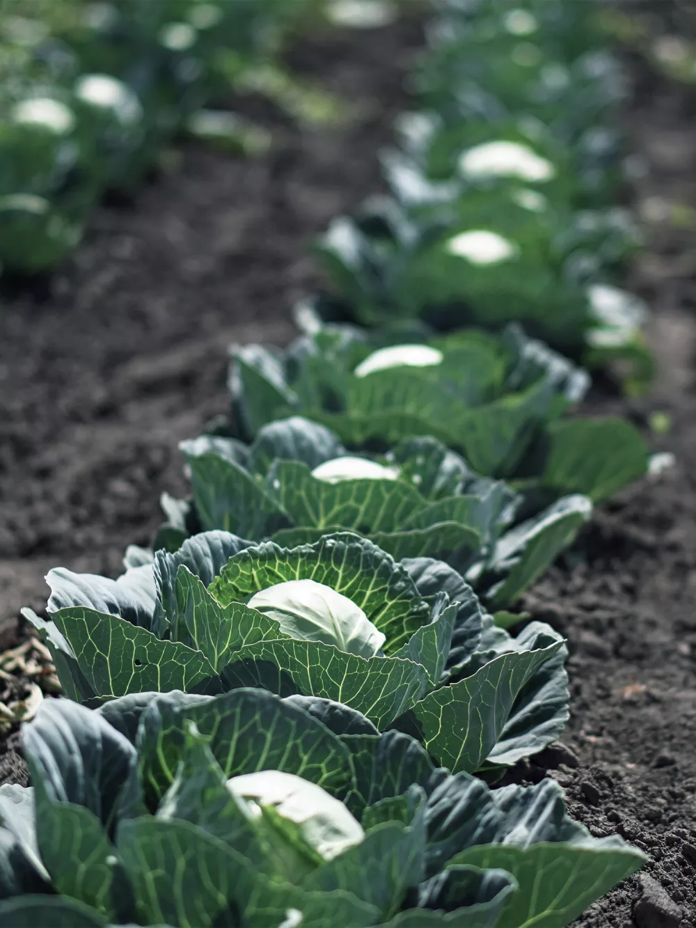 vegetables-cabbages-brassica-v