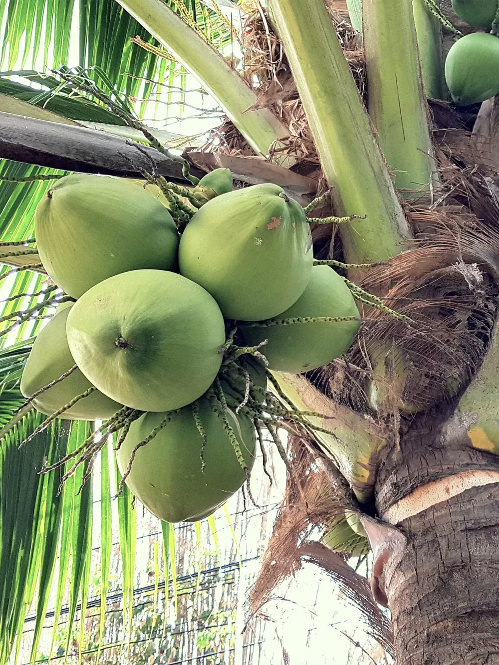 fruits coconut-v