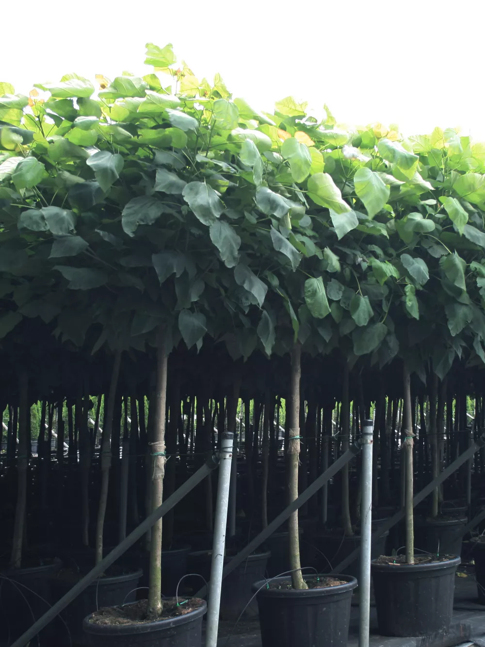 nursery-ornamentals-container plants-v