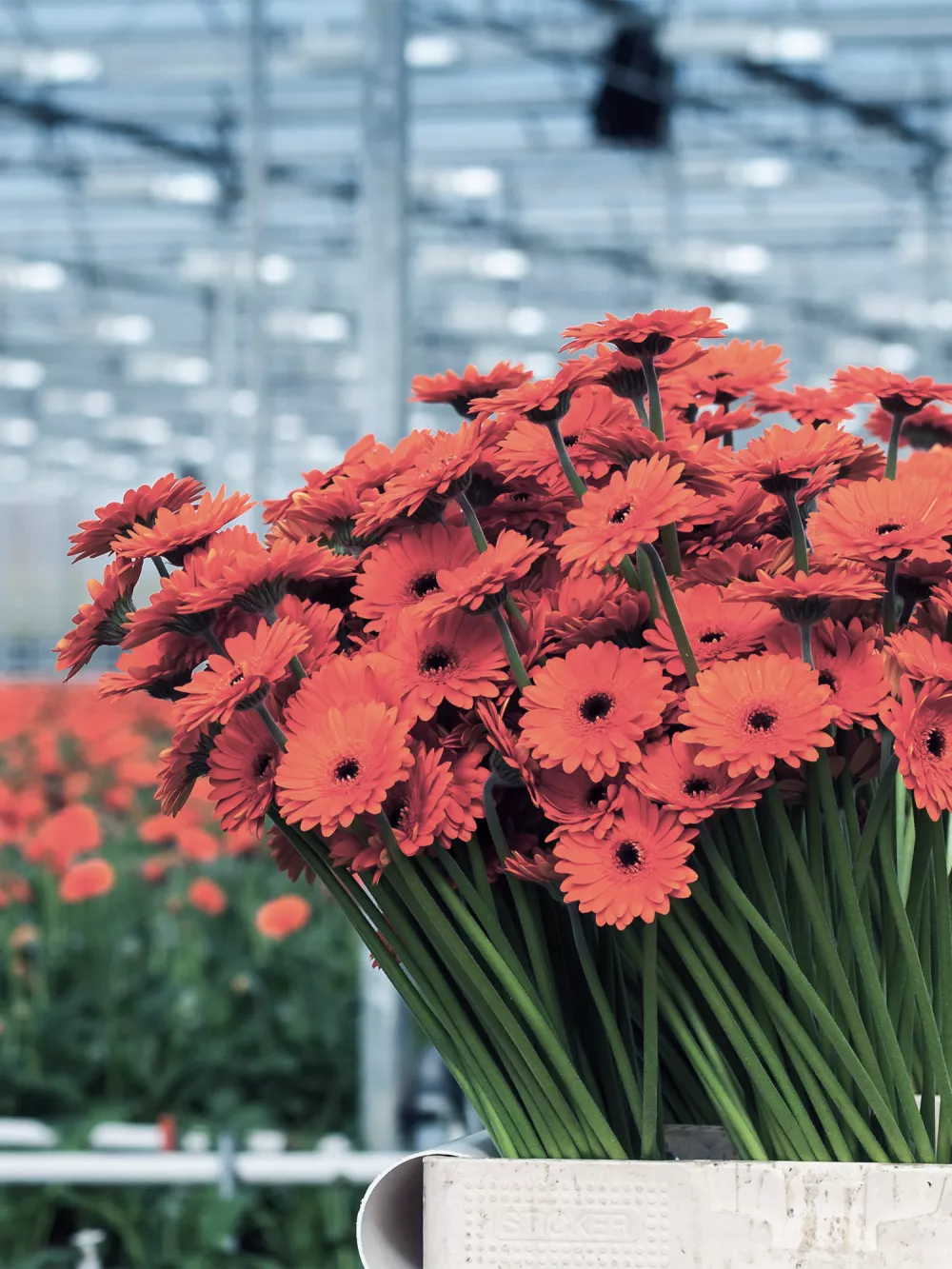 nursery-ornamentals-cut flowers-v