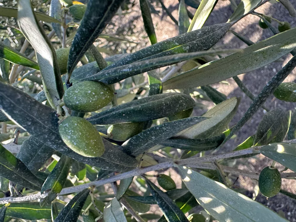 invelop su olivo
