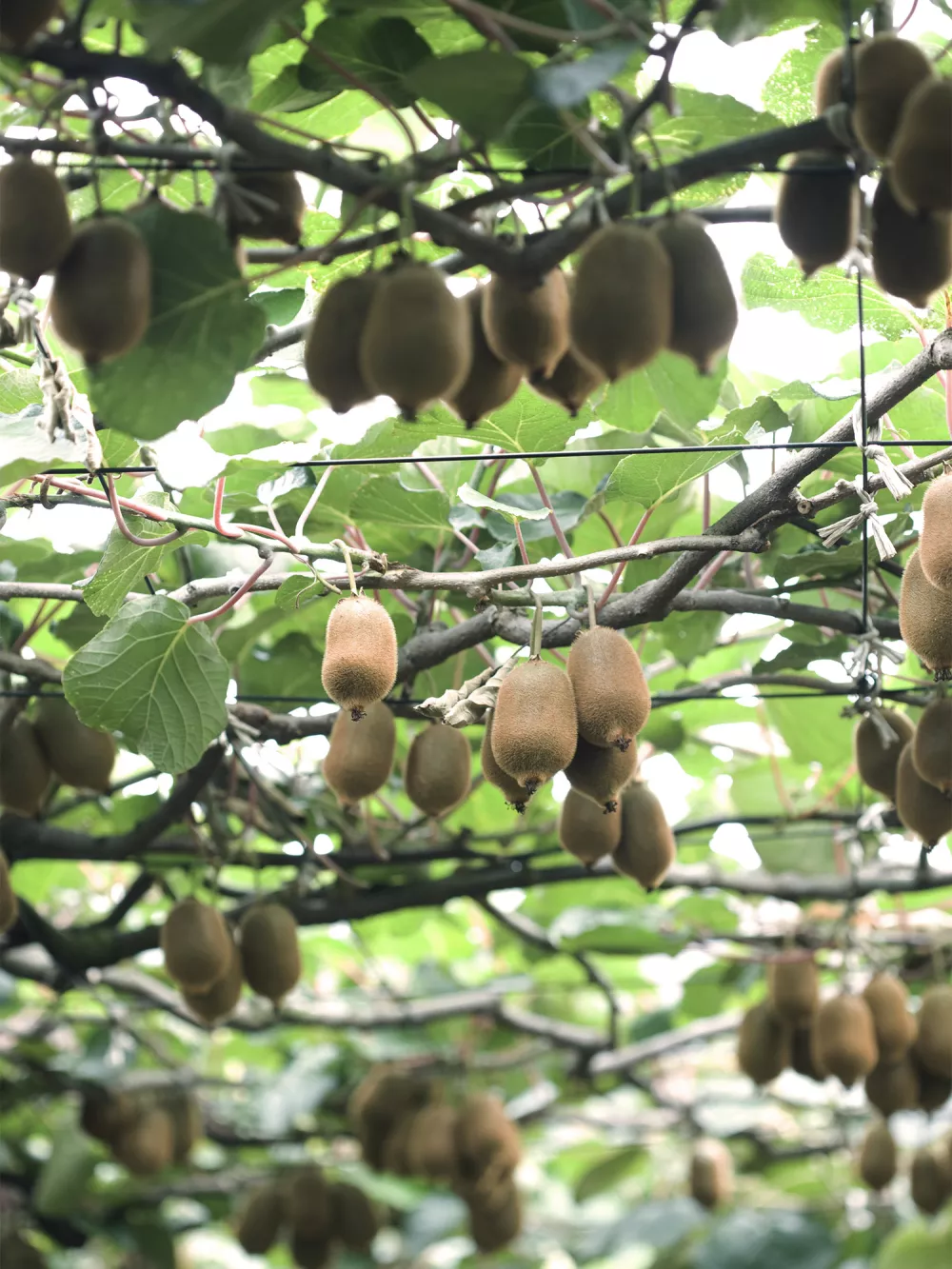 fruits kiwi-v
