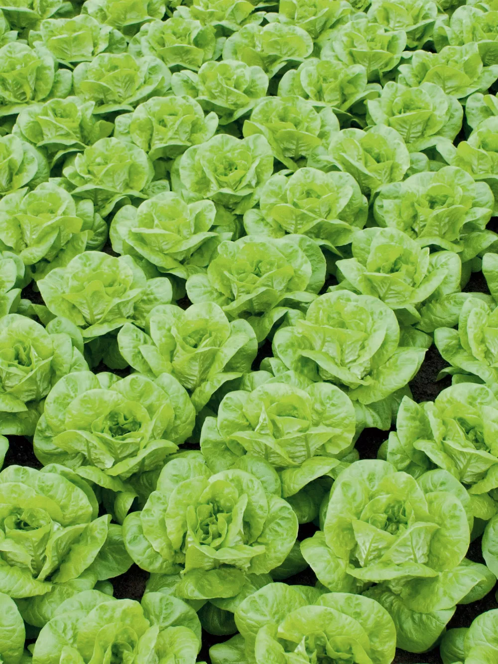 vegetables-lettuce-v